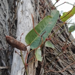 Hardenbergia violacea at Paddys River, ACT - 26 Feb 2023 07:41 AM