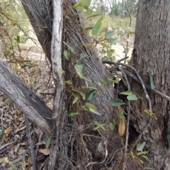 Hardenbergia violacea at Paddys River, ACT - 26 Feb 2023 07:41 AM