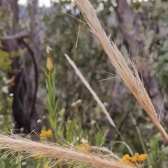 Dichelachne crinita (Long-hair Plume Grass) at Paddys River, ACT - 25 Feb 2023 by KumikoCallaway