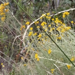 Dichelachne crinita at Paddys River, ACT - 26 Feb 2023