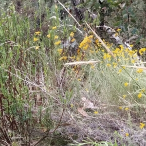 Dichelachne crinita at Paddys River, ACT - 26 Feb 2023