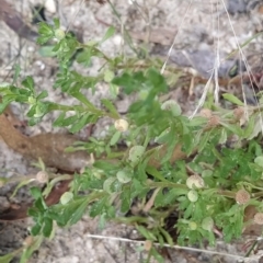 Centipeda cunninghamii at Paddys River, ACT - 26 Feb 2023 07:51 AM