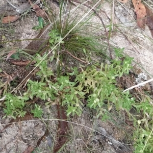 Centipeda cunninghamii at Paddys River, ACT - 26 Feb 2023 07:51 AM