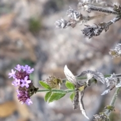 Verbena incompta (Purpletop) at Gibraltar Pines - 25 Feb 2023 by KumikoCallaway