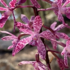 Dipodium punctatum (Blotched Hyacinth Orchid) at Conder, ACT - 24 Feb 2023 by Shazw