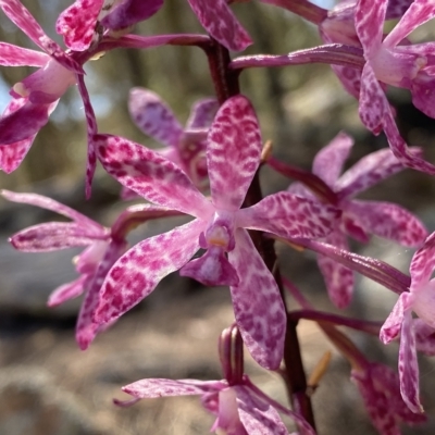 Dipodium punctatum (Blotched Hyacinth Orchid) at Conder, ACT - 25 Feb 2023 by Shazw