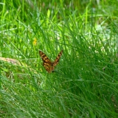 Heteronympha paradelpha (Spotted Brown) at Wingecarribee Local Government Area - 26 Feb 2023 by Boobook38