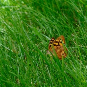 Heteronympha paradelpha at Bundanoon, NSW - 26 Feb 2023 02:34 PM