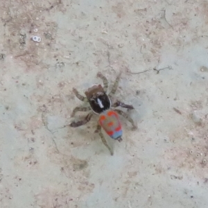 Maratus pavonis at Cotter River, ACT - 26 Feb 2023