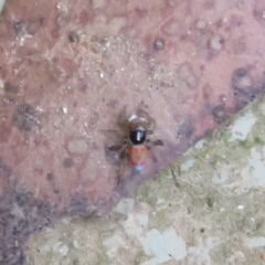 Maratus pavonis at Cotter River, ACT - 26 Feb 2023