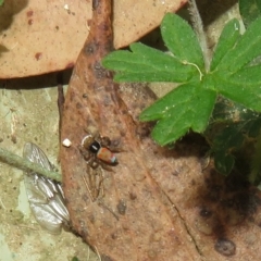 Maratus pavonis at Cotter River, ACT - 26 Feb 2023