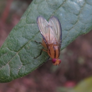 Sapromyza fuscocostata at Cotter River, ACT - 26 Feb 2023