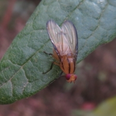 Sapromyza fuscocostata (A lauxid fly) at Cotter River, ACT - 25 Feb 2023 by Christine