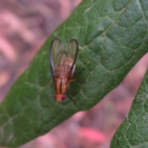 Sapromyza fuscocostata at Cotter River, ACT - 26 Feb 2023