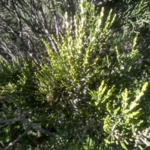 Ozothamnus cupressoides at Wilsons Valley, NSW - 25 Feb 2023