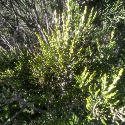 Ozothamnus cupressoides (Kerosine Bush) at Wilsons Valley, NSW - 24 Feb 2023 by mahargiani