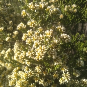 Ozothamnus cupressoides at Wilsons Valley, NSW - 25 Feb 2023