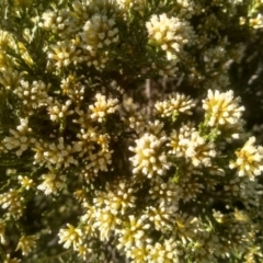 Ozothamnus cupressoides at Wilsons Valley, NSW - 25 Feb 2023