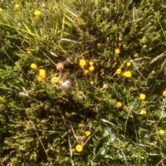 Leptorhynchos squamatus subsp. alpinus (Scaly Buttons) at Kosciuszko National Park - 24 Feb 2023 by mahargiani