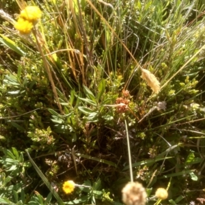 Leptorhynchos squamatus subsp. alpinus at Kosciuszko National Park, NSW - 25 Feb 2023