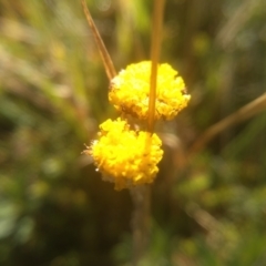 Leptorhynchos squamatus subsp. alpinus at Kosciuszko National Park, NSW - 25 Feb 2023