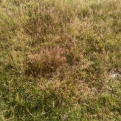 Agrostis (genus) (Bentgrass) at Wilsons Valley, NSW - 25 Feb 2023 by mahargiani