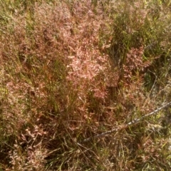 Agrostis sp. at Wilsons Valley, NSW - 25 Feb 2023