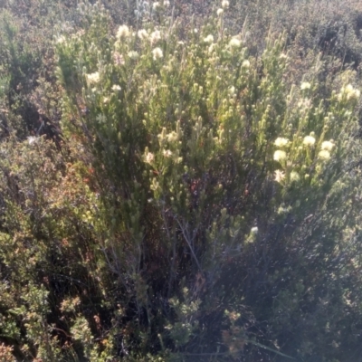 Callistemon pityoides (Alpine Bottlebrush) at Wilsons Valley, NSW - 25 Feb 2023 by mahargiani