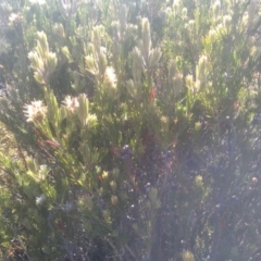 Callistemon pityoides at Wilsons Valley, NSW - 25 Feb 2023 09:41 AM