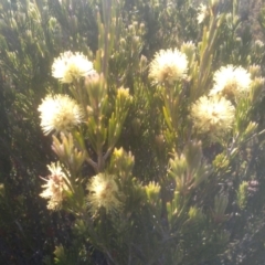 Callistemon pityoides at Wilsons Valley, NSW - 25 Feb 2023 09:41 AM