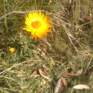 Xerochrysum subundulatum at Wilsons Valley, NSW - 25 Feb 2023