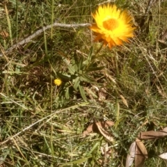 Xerochrysum subundulatum at Wilsons Valley, NSW - 25 Feb 2023