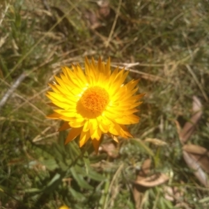 Xerochrysum subundulatum at Wilsons Valley, NSW - 25 Feb 2023 09:58 AM