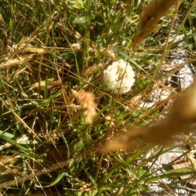 Trifolium repens (White Clover) at Kosciuszko National Park - 24 Feb 2023 by mahargiani