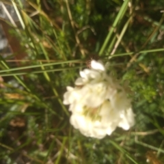 Trifolium repens at Kosciuszko National Park, NSW - 25 Feb 2023