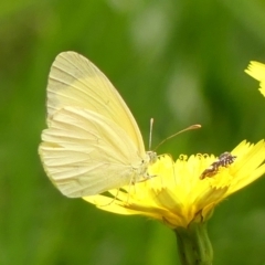 Eurema smilax (Small Grass-yellow) at Braemar, NSW - 26 Feb 2023 by Curiosity