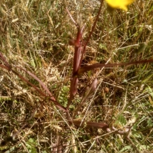 Picris angustifolia subsp. merxmuelleri at Wilsons Valley, NSW - 25 Feb 2023 10:40 AM