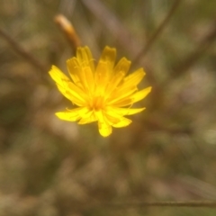 Picris angustifolia subsp. merxmuelleri at Wilsons Valley, NSW - 25 Feb 2023 10:40 AM