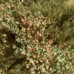 Pimelea ligustrina subsp. ciliata at Kosciuszko National Park - 24 Feb 2023 by mahargiani