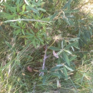 Oreomyrrhis sp. at Wilsons Valley, NSW - 25 Feb 2023 10:54 AM