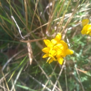 Lotus corniculatus at Wilsons Valley, NSW - 25 Feb 2023