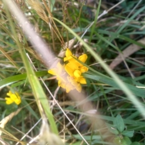 Lotus corniculatus at Wilsons Valley, NSW - 25 Feb 2023