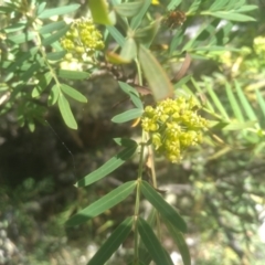 Polyscias sambucifolia subsp. Short leaflets (V.Stajsic 196) Vic. Herbarium at Wilsons Valley, NSW - 25 Feb 2023