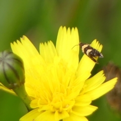 Glyphipterix chrysoplanetis at Braemar, NSW - 26 Feb 2023 04:31 PM