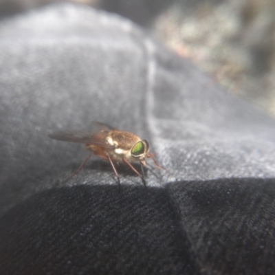 Scaptia sp. (genus) (March fly) at Wilsons Valley, NSW - 25 Feb 2023 by mahargiani