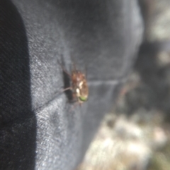 Scaptia sp. (genus) at Wilsons Valley, NSW - 25 Feb 2023 12:46 PM