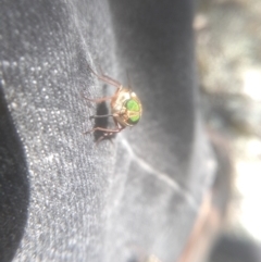 Scaptia sp. (genus) at Wilsons Valley, NSW - 25 Feb 2023 12:46 PM