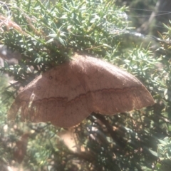 Anthela nicothoe (Urticating Anthelid) at Wilsons Valley, NSW - 25 Feb 2023 by mahargiani