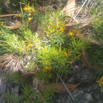 Persoonia chamaepeuce (Dwarf Geebung) at Kosciuszko National Park - 25 Feb 2023 by mahargiani
