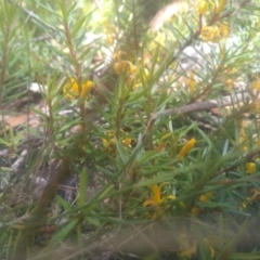 Persoonia chamaepeuce at Wilsons Valley, NSW - 25 Feb 2023